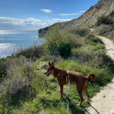 Traveling with animals